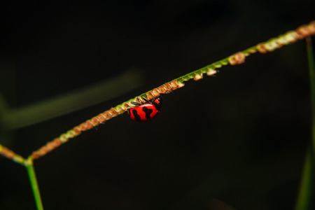 bug on red stem of plant