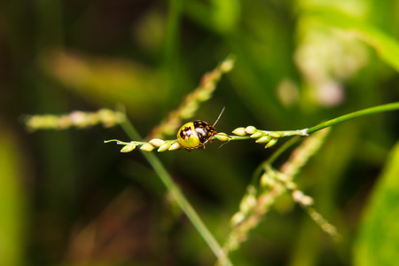 bug on stem of plantの写真素材