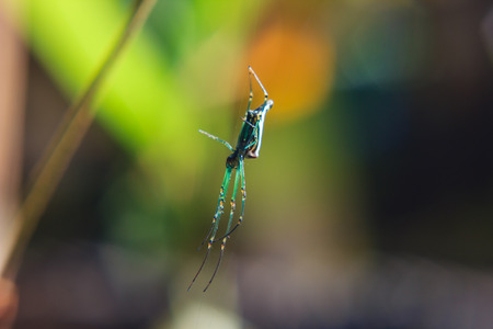 little spider on the spider webの写真素材