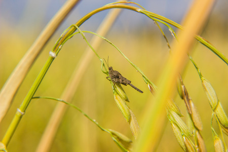 brown grasshopper on paddy riceの写真素材