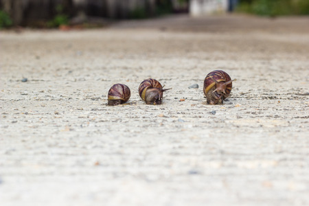 snails on the roadの写真素材