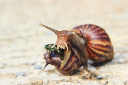Close up of a snailの写真素材