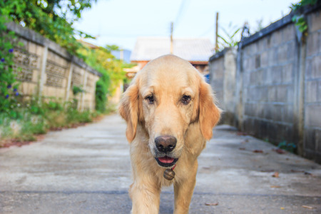 Old Golden Retrieverの写真素材