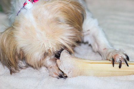 Close up of  Shih tzu dog chewing on a boneの写真素材