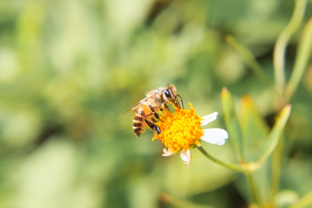 bee gathering pollen from a  lower