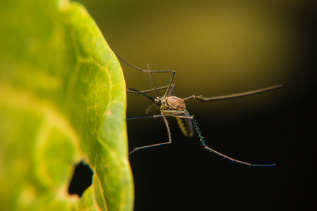 Mosquito on green leafの写真素材