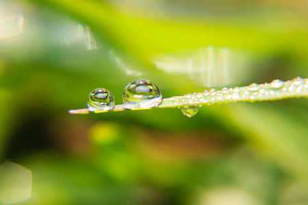 close up Dew drops on spring grass. spring background