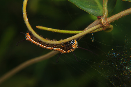 caterpillar worm on stem of plant