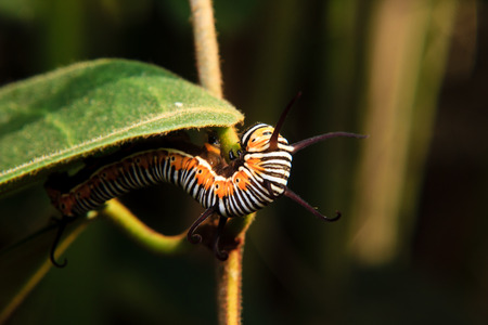 caterpillar worm on stem of plantの写真素材