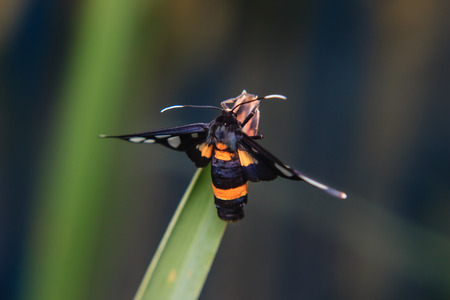 bug on stem of plant. close-up macroの写真素材