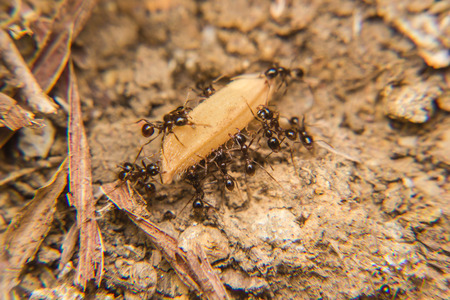 black Ants army carrying foodの写真素材