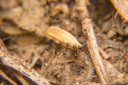 black Ants army carrying food