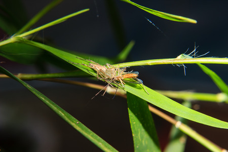 little spider on the leaf with captured preyの写真素材