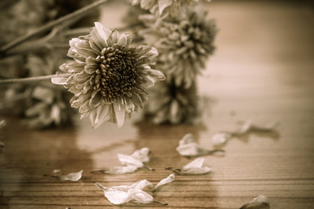 Dried flowers vintage backgroundの写真素材