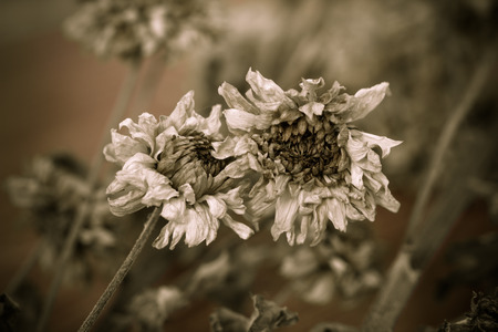 Dried flowers vintage backgroundの写真素材