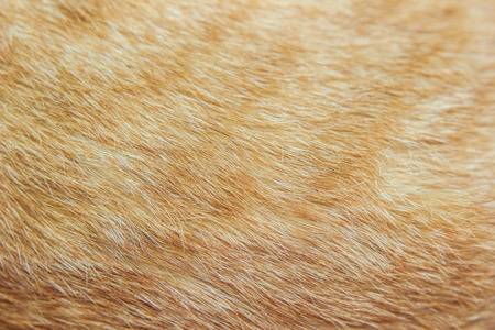 Close-up cat fur texture background