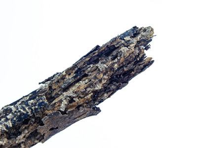old log isolated on white background