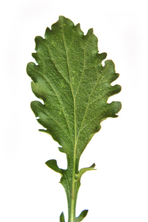 Green leaf on white backgroundの写真素材