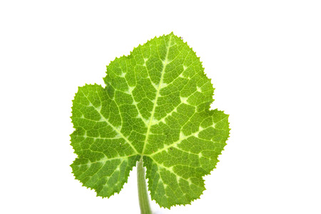Green leaf on white background