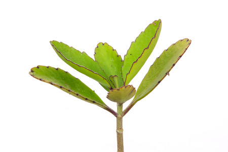 Green plant on white backgroundの写真素材