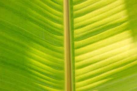 green color banana leaf texture background