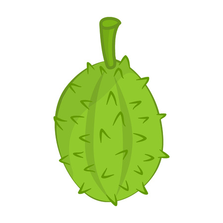 Durian the tropical fruit isolated illustration on white backgroundのイラスト素材