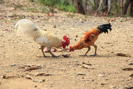 Rooster and Chickenの写真素材
