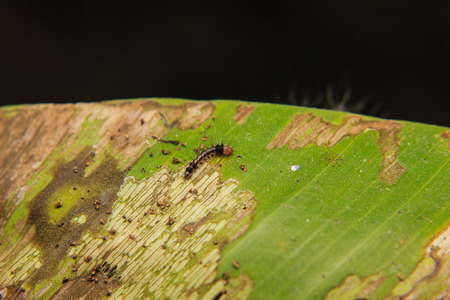little caterpillars macro