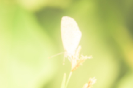 Blurred butterfly natural backgroundの写真素材