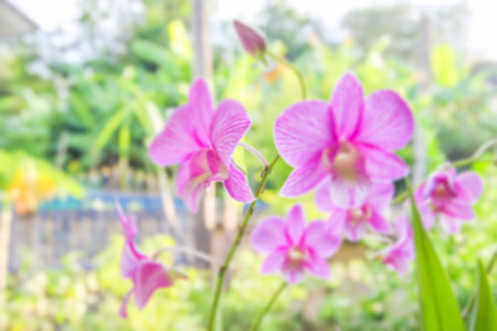 blurred of orchid flowers natural backgroundの写真素材