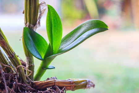 young orchid plant growingの写真素材