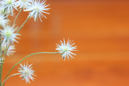 Dry grass flowerの写真素材