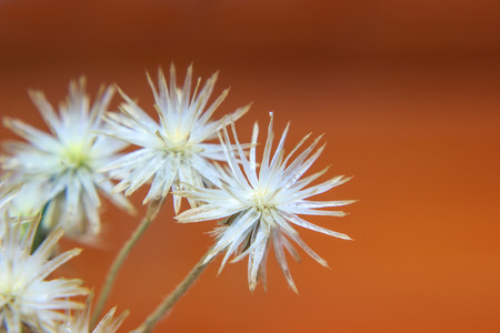 Dry grass flower