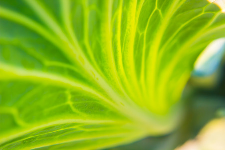 blurred green leaves backgroundの写真素材