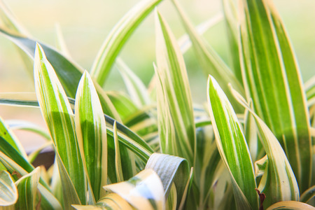 blurred green leaves backgroundの写真素材