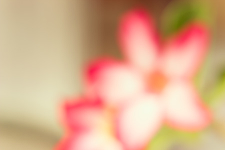 blurred of flowers natural backgroundの写真素材