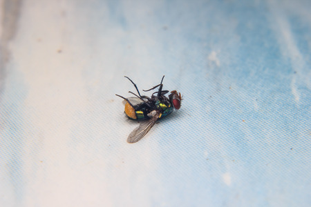 closeup Blow fly insect laying deadの写真素材