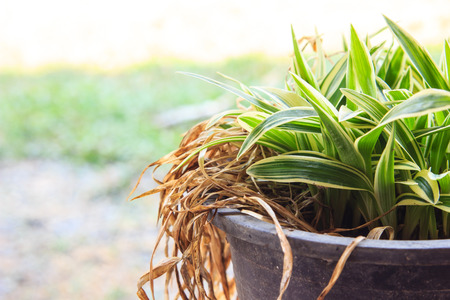 Young plant growingの写真素材