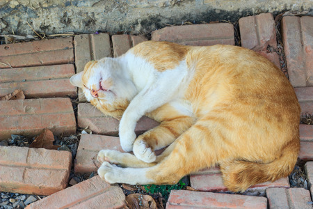 cat sleepingの写真素材