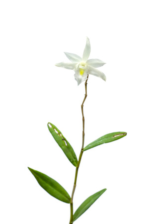 White orchid on white backgroundの写真素材