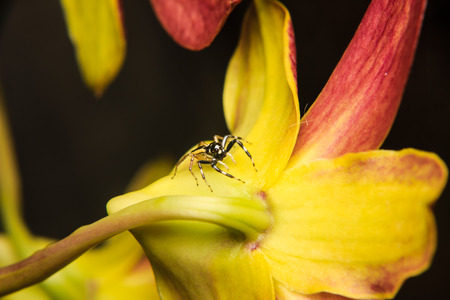 little spider on flowerの写真素材
