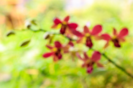 blurred of flowers natural backgroundの写真素材