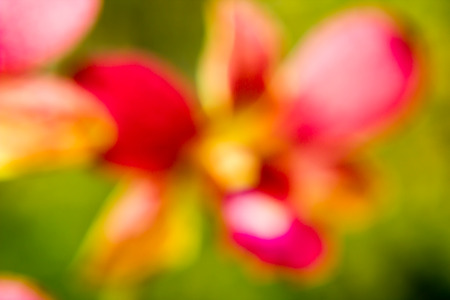 flowers natural backgroundの写真素材