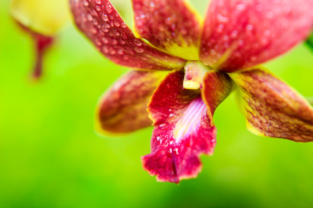 flowers natural backgroundの写真素材