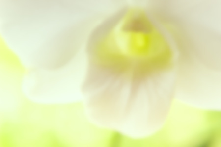blurred of flowers natural backgroundの写真素材