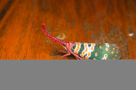 Lanternfly insect on woodの写真素材