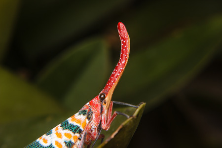 Lanternfly insect on green leafの写真素材