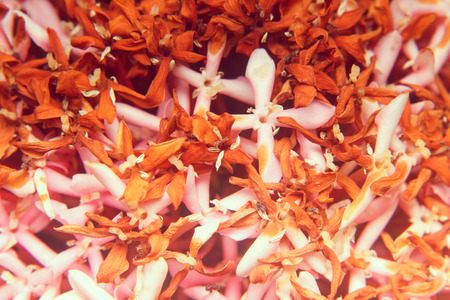 blurred of flowers natural background