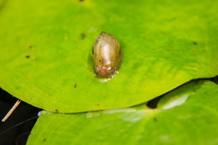 Close up of small snail on lotus leafの写真素材