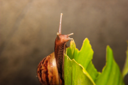 Snail on green Leafの写真素材